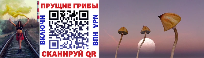 Галлюциногенные грибы Psilocybe  Бологое 